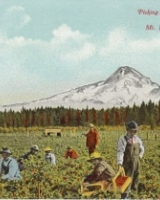 Strawberry picking near Mt Hood